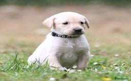 Labrador Retriever dogs for sale: KC registered traditional working Labrador puppies - Image 1
