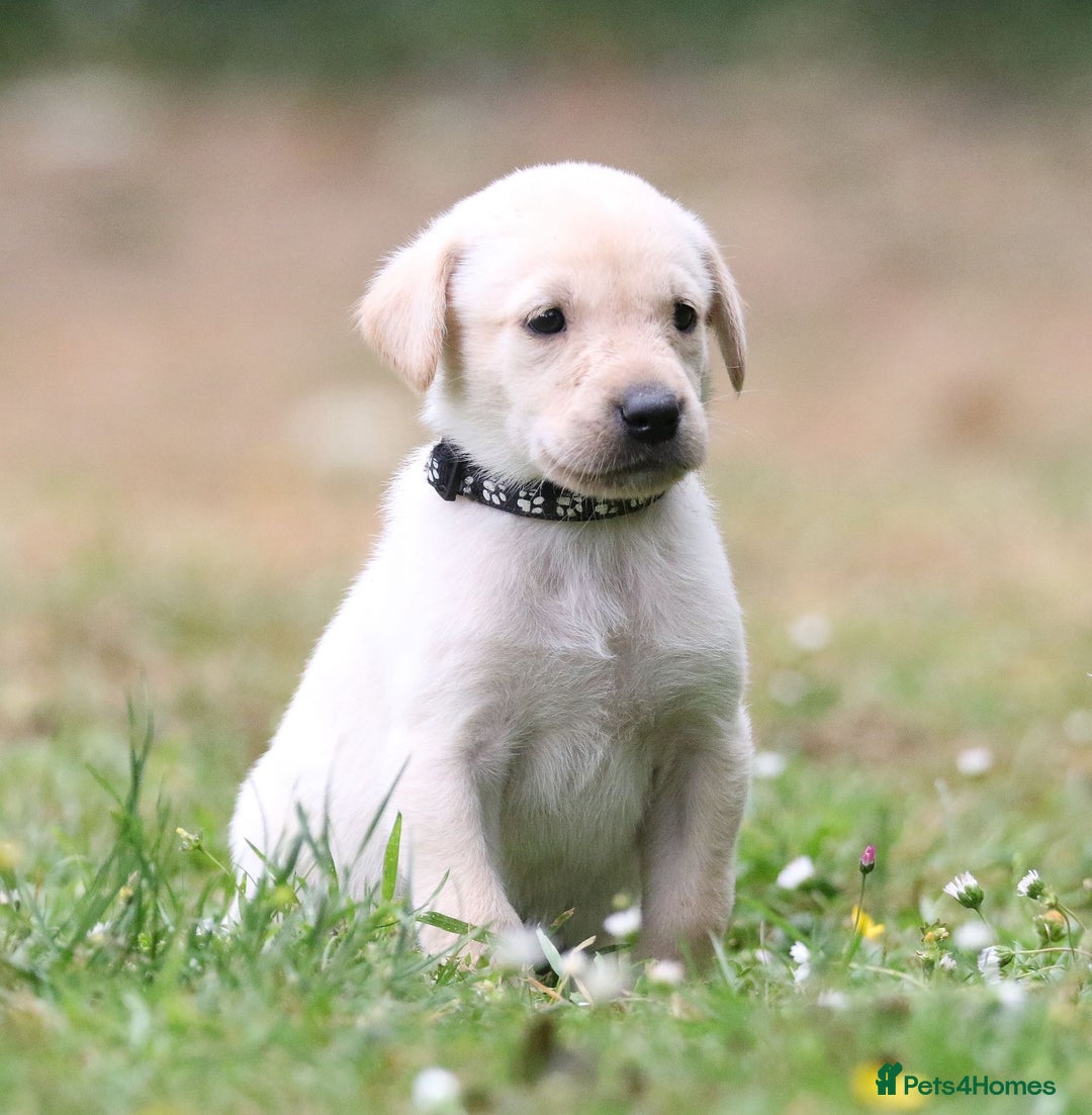 Labrador Retriever dogs for sale: KC registered traditional working Labrador puppies - Image 1