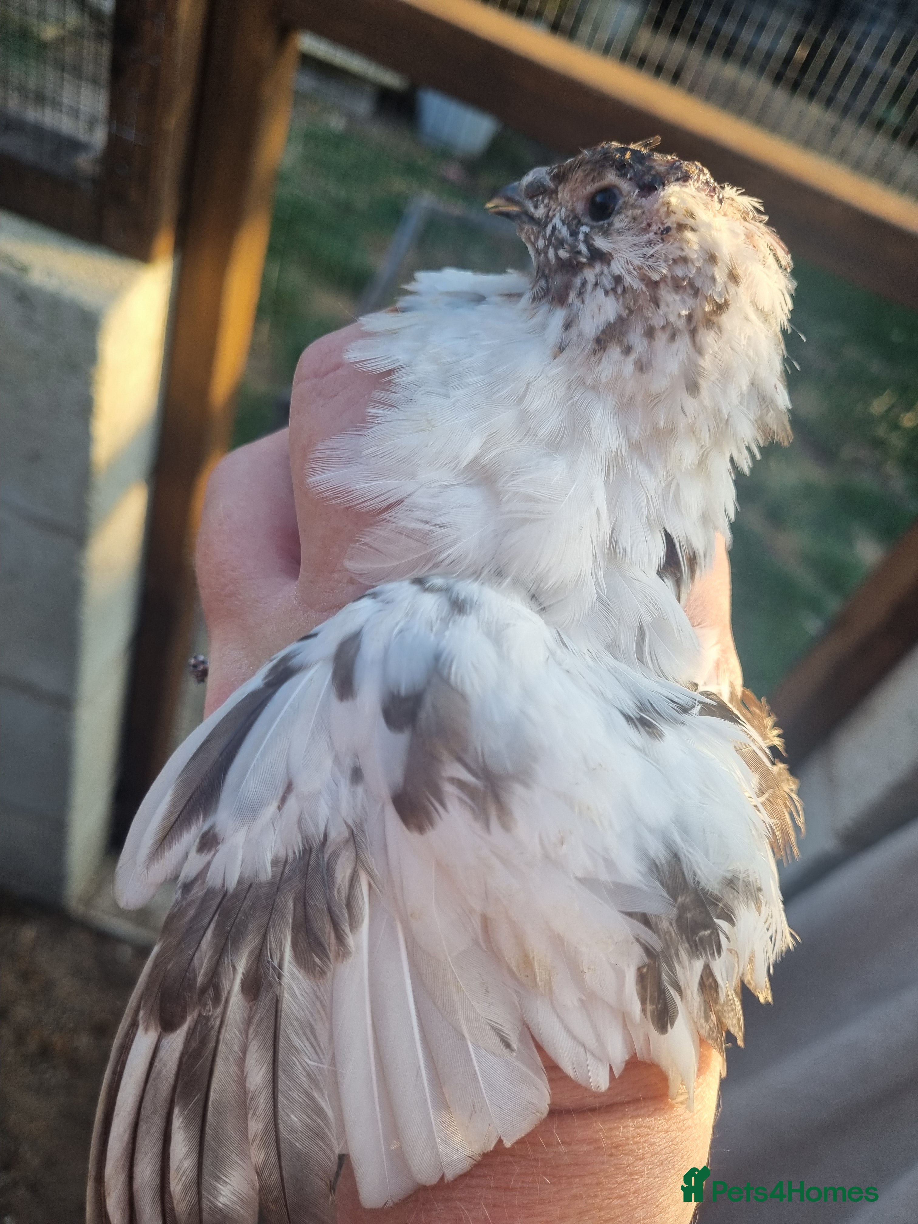 Quail poultry Progressive pied male coturnix  - Advert 7