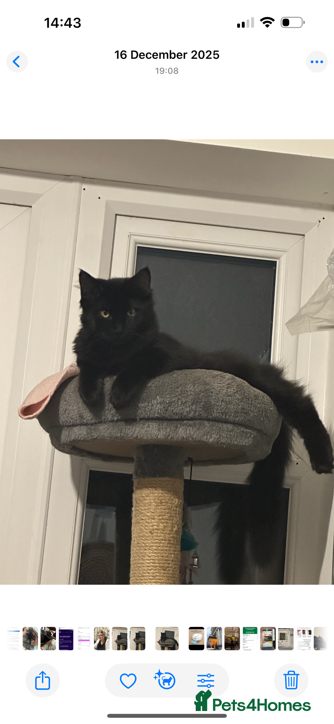 Maine Coon cats for sale: Maine coon for sale  - Advert 2