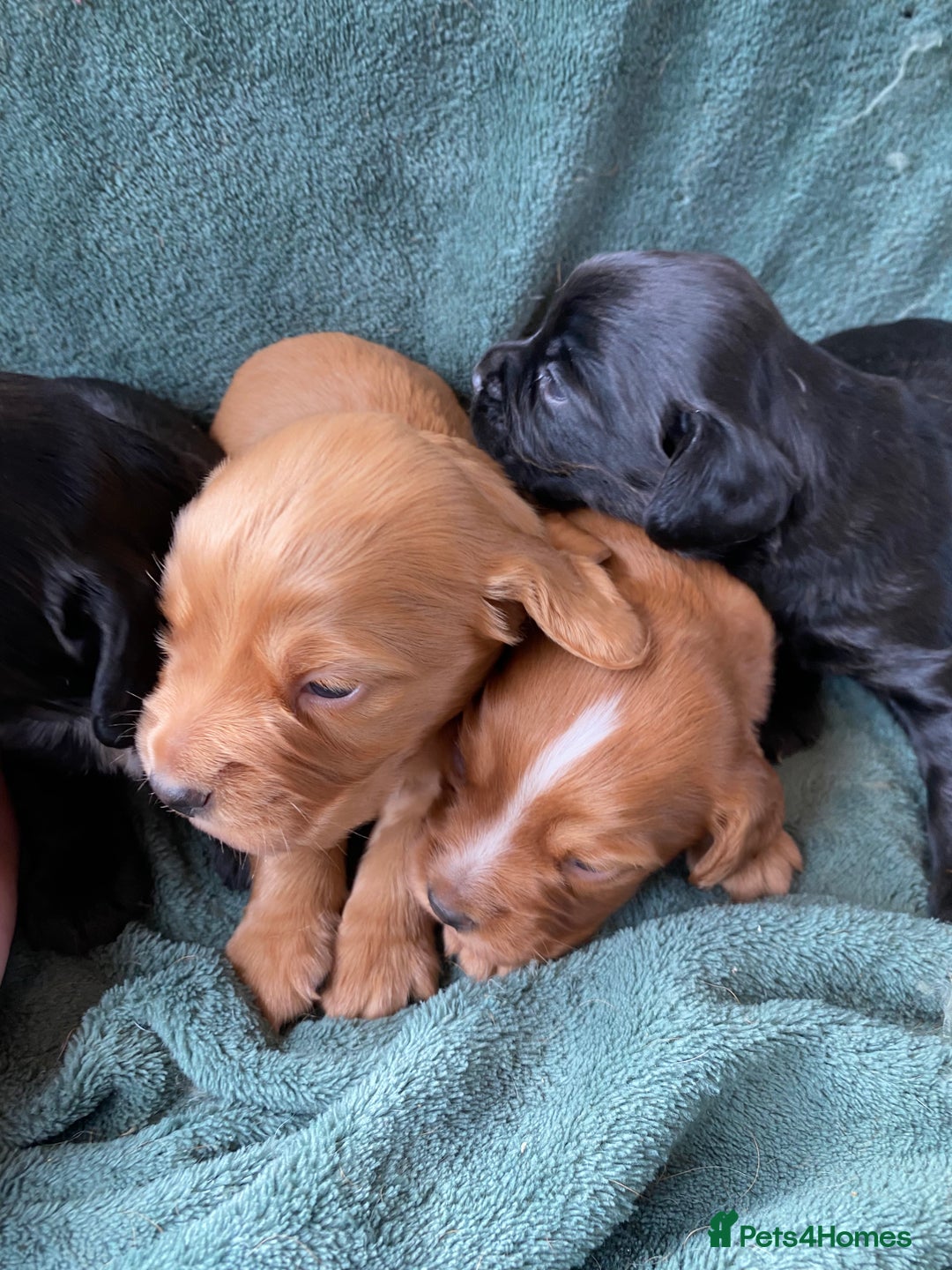 Cocker Spaniel dogs for sale: Working Cocker Spaniel Puppies   - Image 5