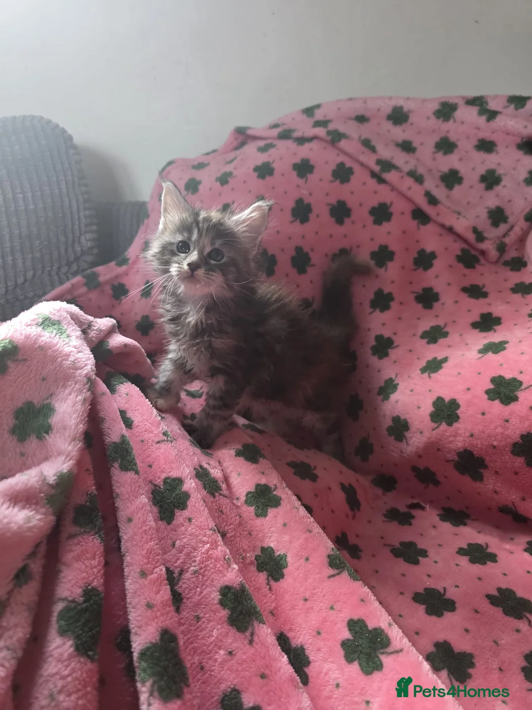 Maine Coon cats for sale: Maine coon kittens - Advert 2