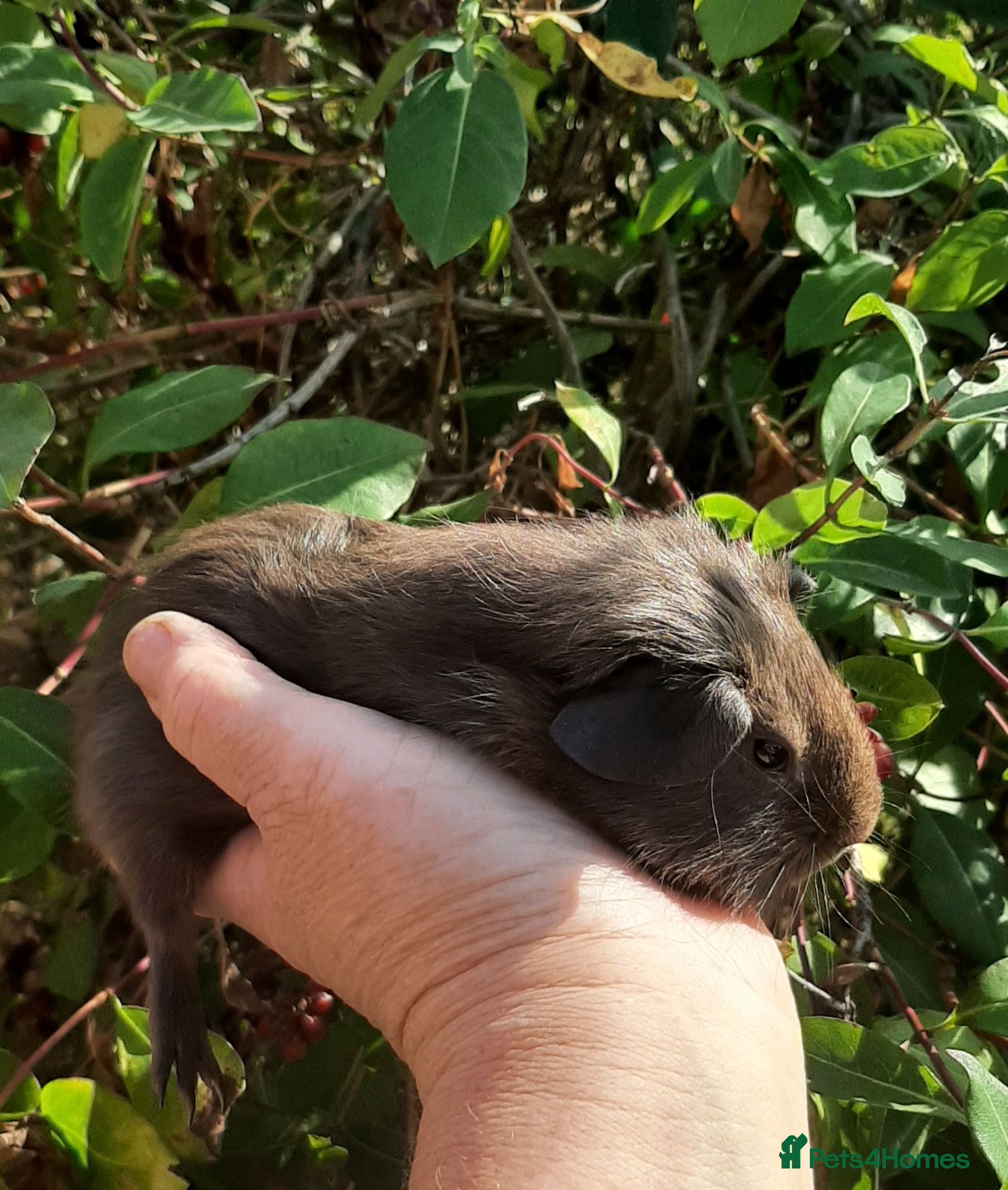 Guinea Pig rodents Guinea pig baby boys. - Advert 1