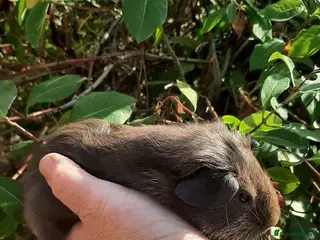 Guinea Pig rodents Guinea pig baby boys. - Advert 1