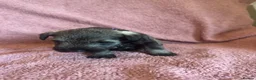 Miniature Schnauzer dogs for sale: Miniature schnauzer puppies  - Advert 17