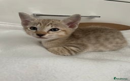 Tonkinese cats for sale: GCCF Registered Tonkinese Kittens - Image 16