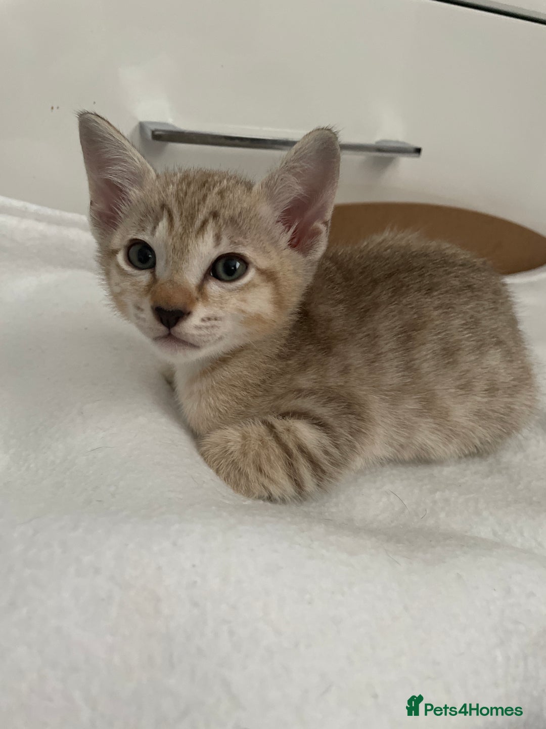 Tonkinese cats for sale: GCCF Registered Tonkinese Kittens - Image 16