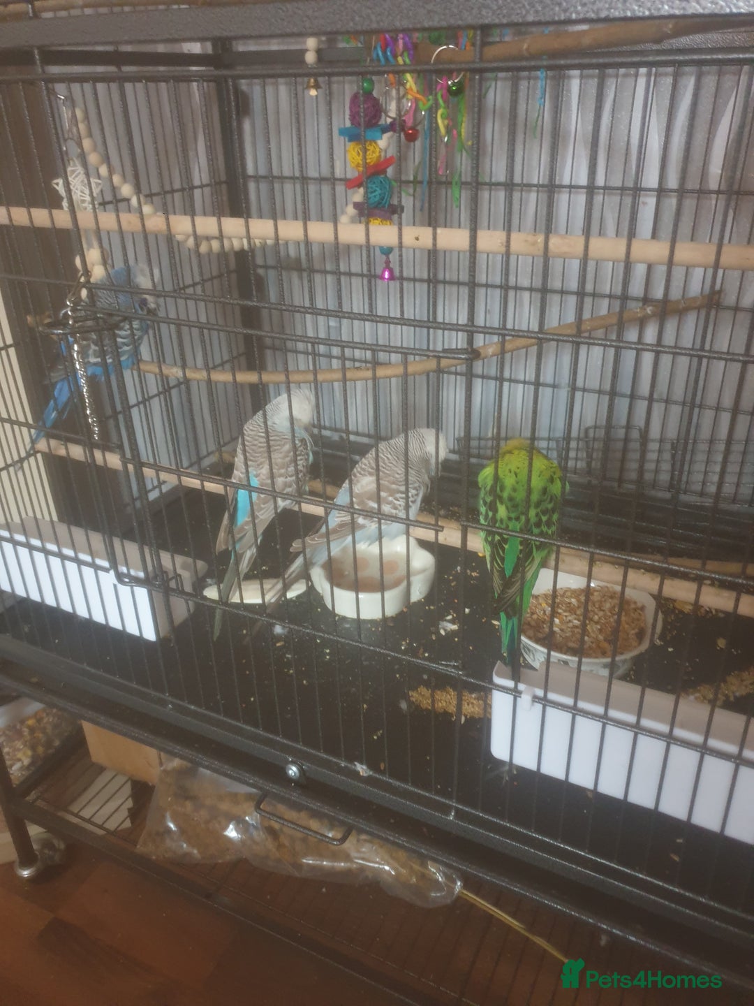 Budgerigars birds for sale: Semi tame female kakariki and 4 show budgies - Image 16