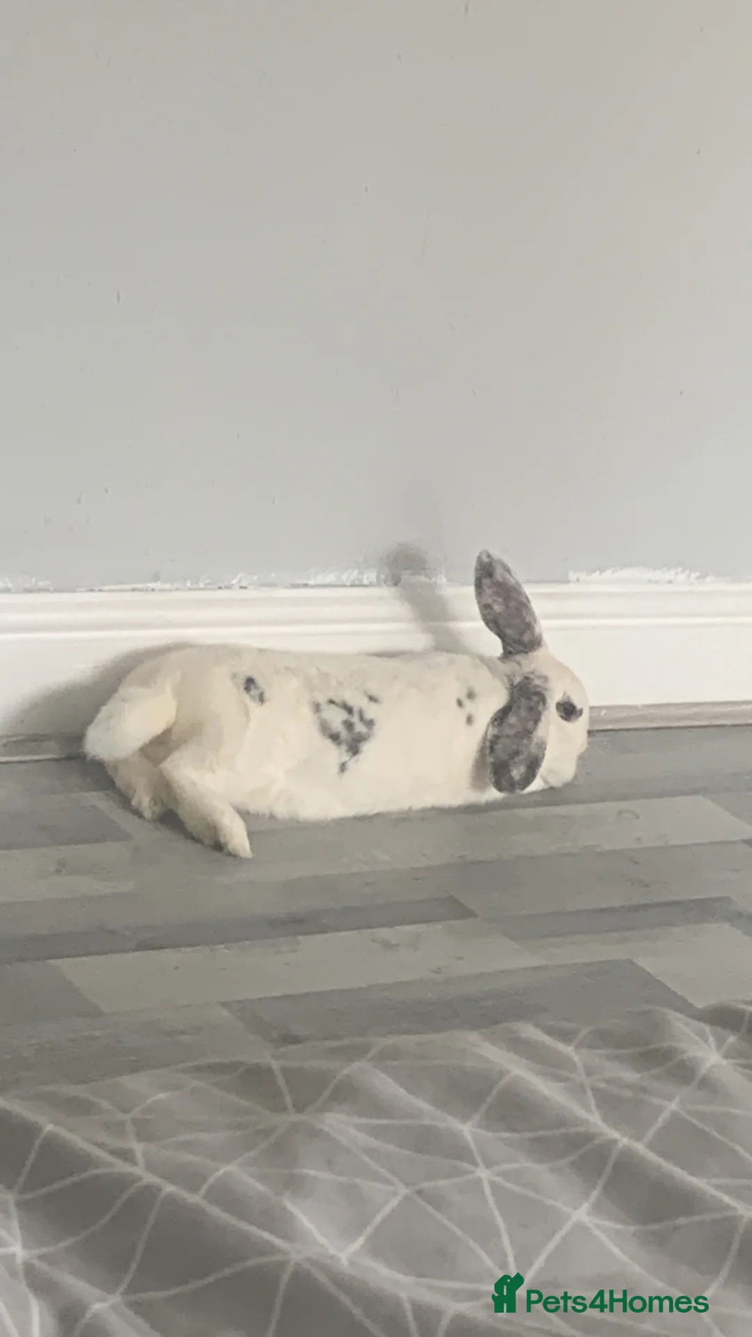 French Lop rabbits for sale: Snowball  - Advert 2