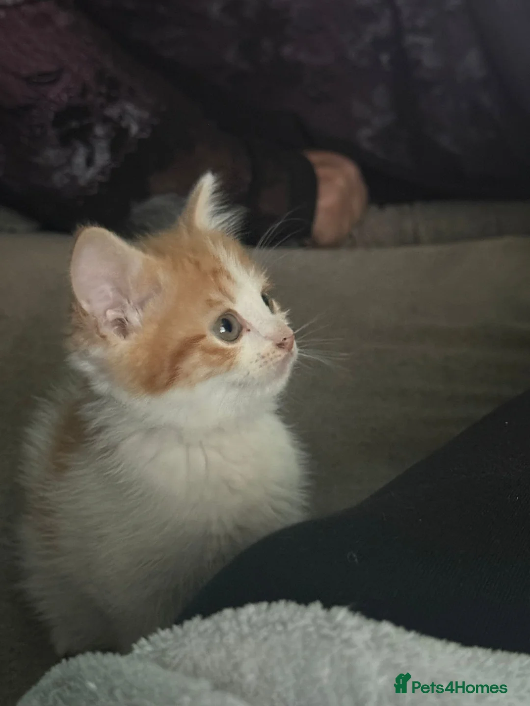 Mixed Breed cats for sale: Beautiful kittens mixed with ragdoll - Advert 37