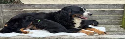 Bernese Mountain Dog dogs for sale: KC Beautiful Bernese  - Advert 31