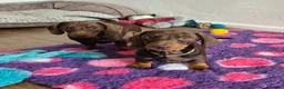 Miniature Dachshund dogs for sale: KC REGISTERED QUALITY PUPS  - Advert 4