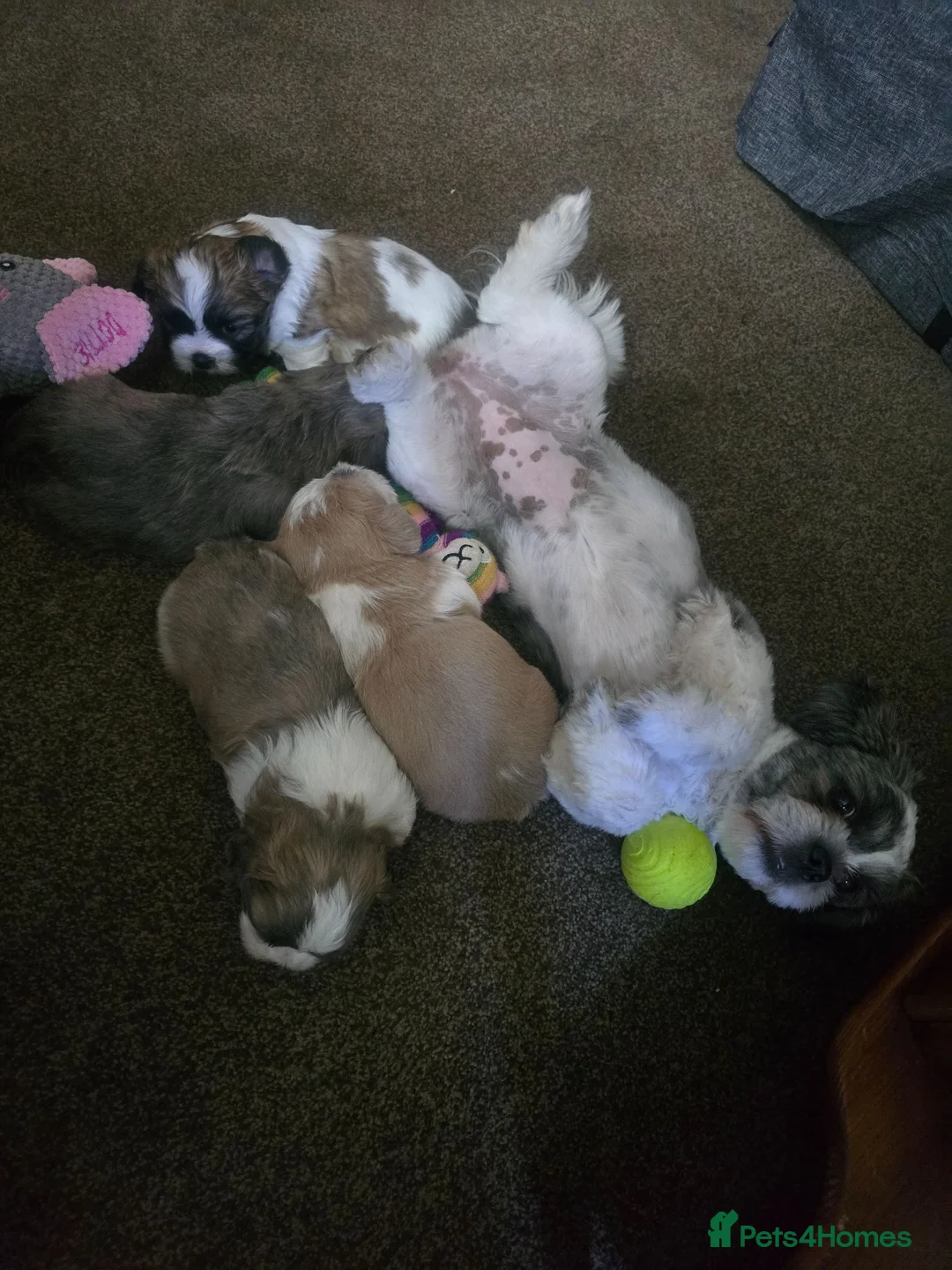 Shorkie dogs for sale: Shorkie puppies - Advert 2