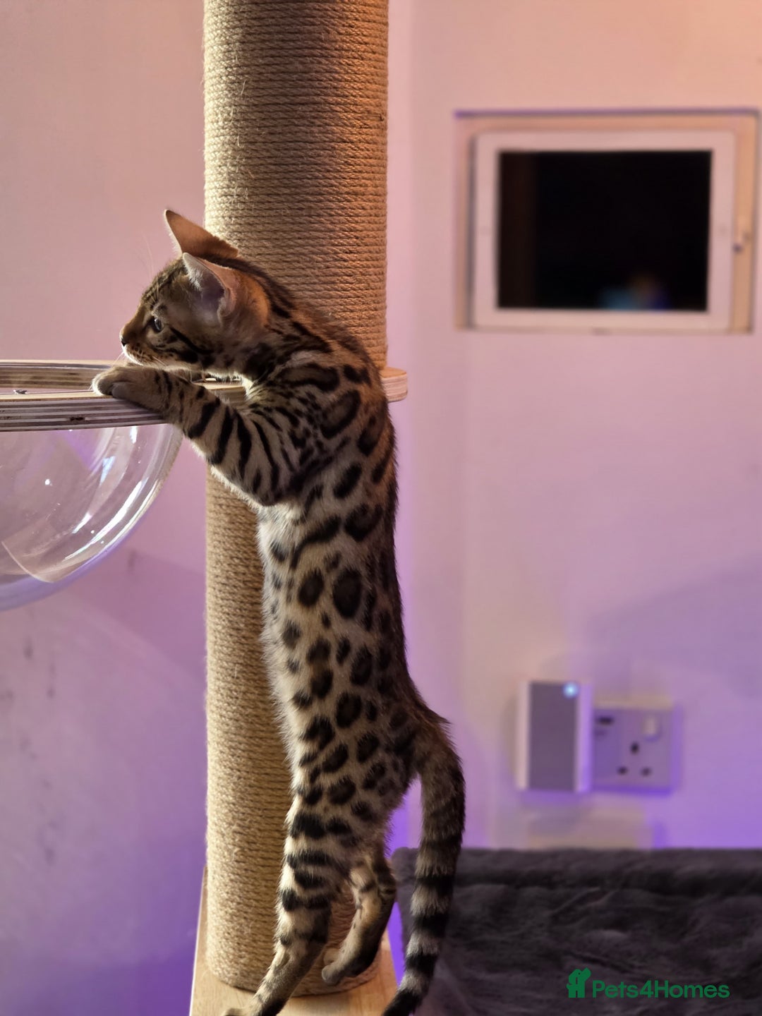 Bengal cats for sale: 🌟 READY 28 JAN - EXCEPTIONAL BENGAL KITTENS 🌟 - Advert 1