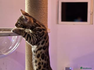 Bengal cats 🌟 READY 28 JAN - EXCEPTIONAL BENGAL KITTENS 🌟 - Advert 5