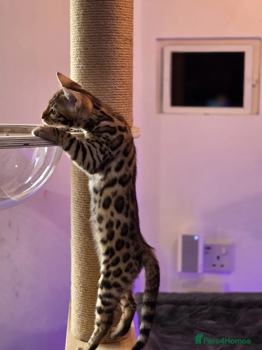 Bengal cats for sale: 🌟 READY 28 JAN - EXCEPTIONAL BENGAL KITTENS 🌟 - Advert 1