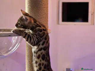 Bengal cats 🌟 READY 28 JAN - EXCEPTIONAL BENGAL KITTENS 🌟 - Advert 3