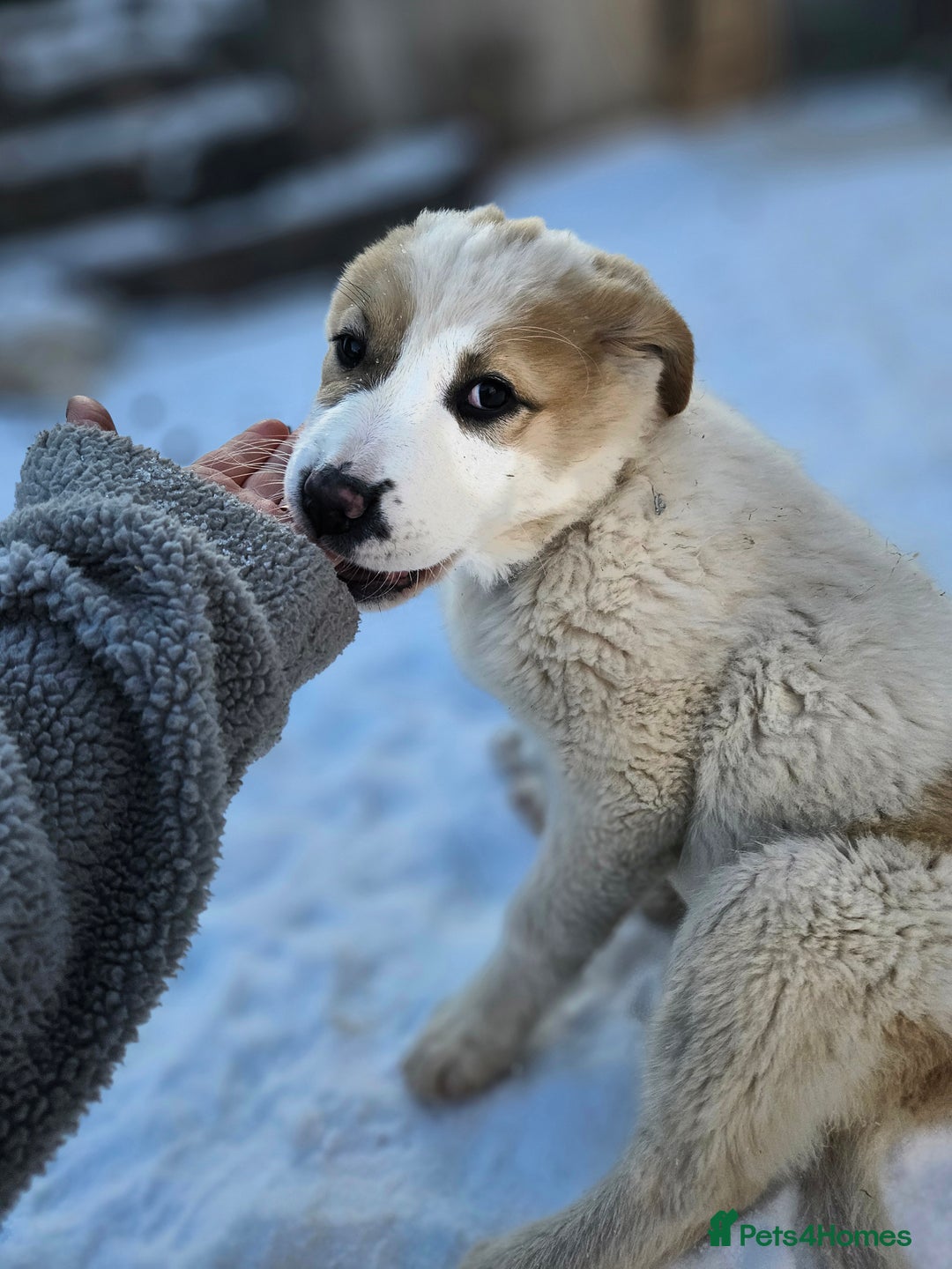 Central Asian Shepherd dogs for sale: Last one boy and girl central Asian shepherd pups - Advert 6