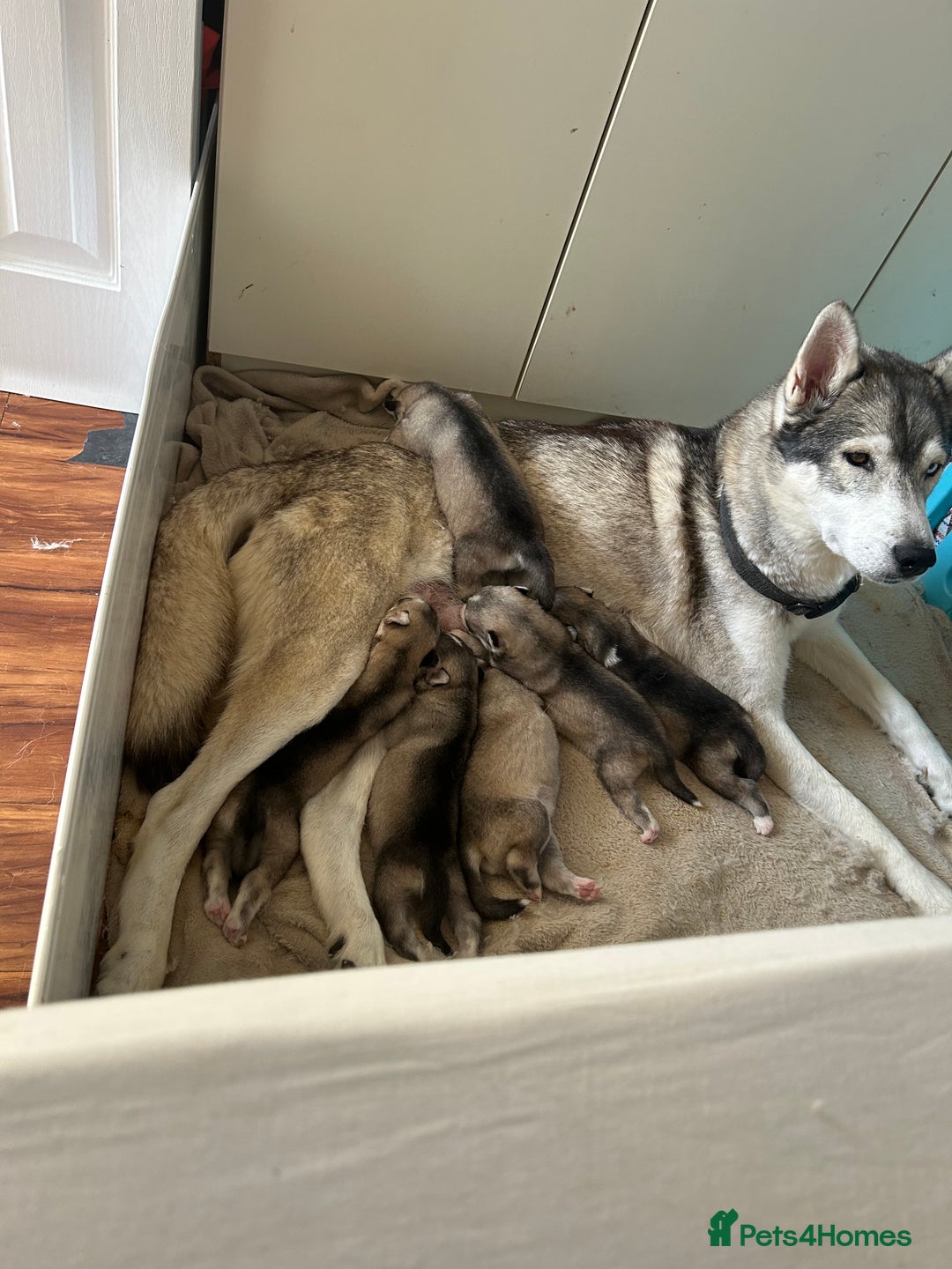 Siberian Husky dogs for sale: BEAUTIFUL SIBERIAN HUSKY PUPPIES WOLF GREY - Image 9