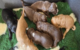 Cocker Spaniel dogs for sale: Stunning show type cocker spaniel pups for sale - Image 5