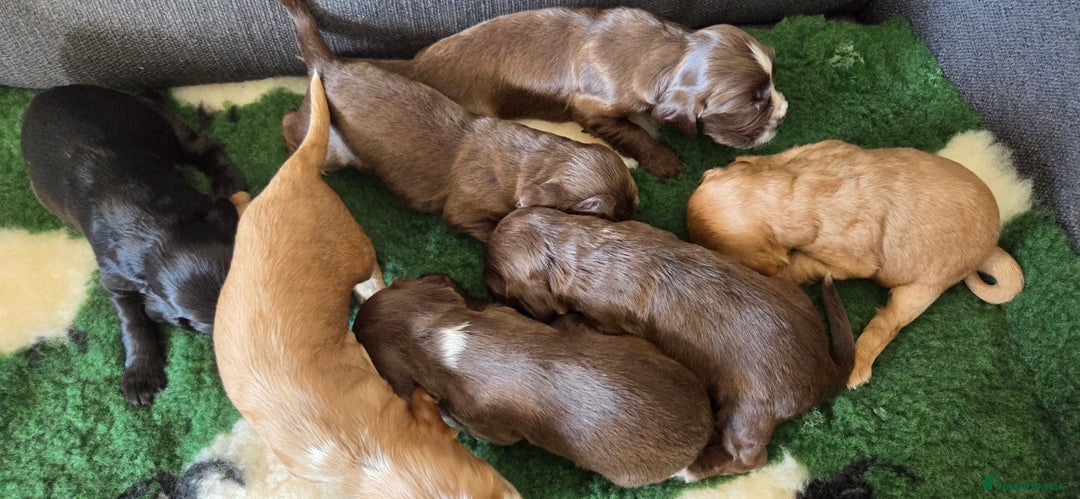 Cocker Spaniel dogs for sale: Stunning show type cocker spaniel pups for sale - Image 5