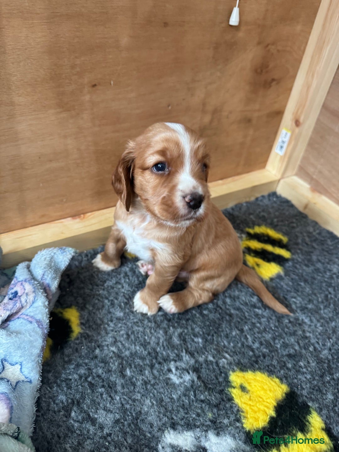 Sprocker dogs for sale: Sprocker Spaniel Puppies  - Advert 8