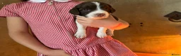 English Springer Spaniel dogs for sale: Springer Spaniel Puppies  in West Linton - Advert 5