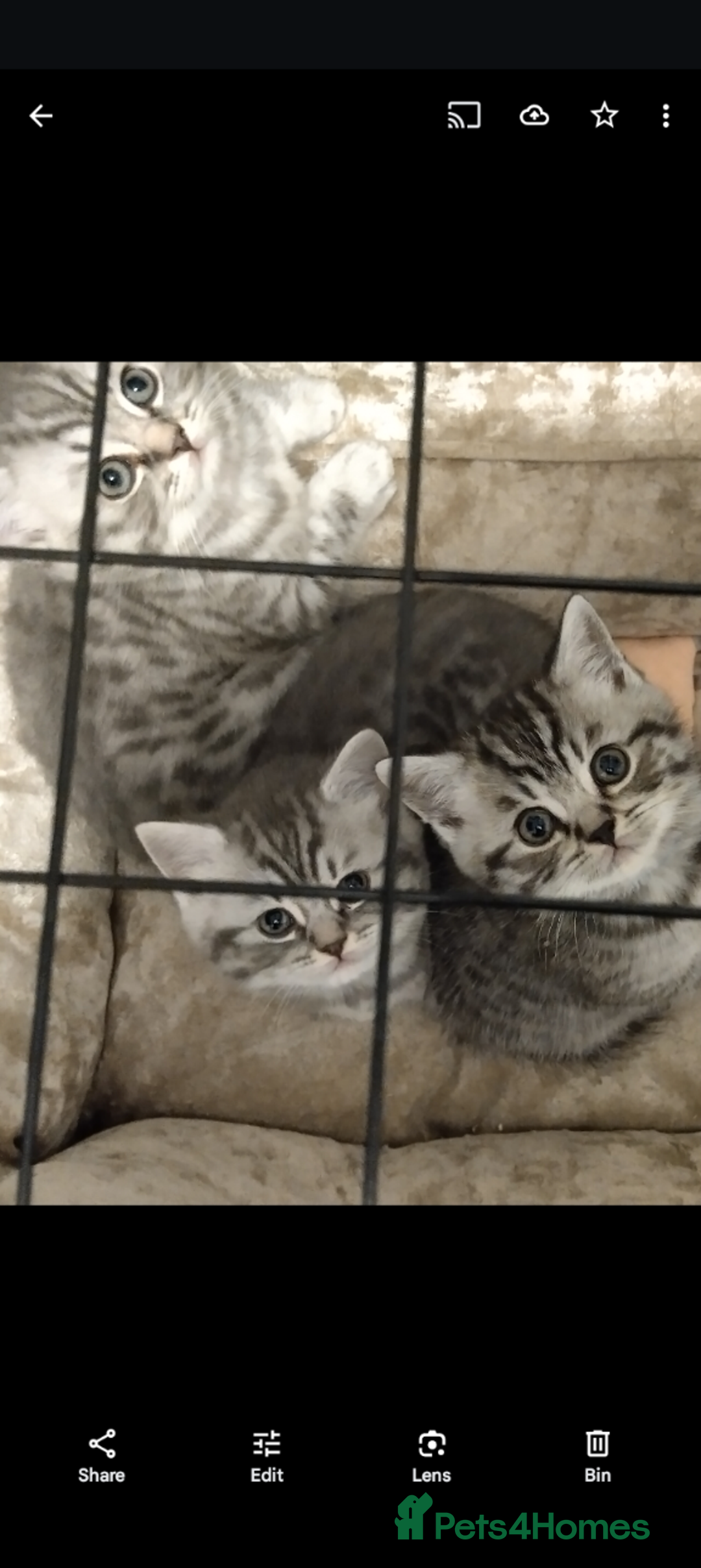 British Shorthair cats for sale: Stunning British Shorthair Kittens For Sale - Image 10