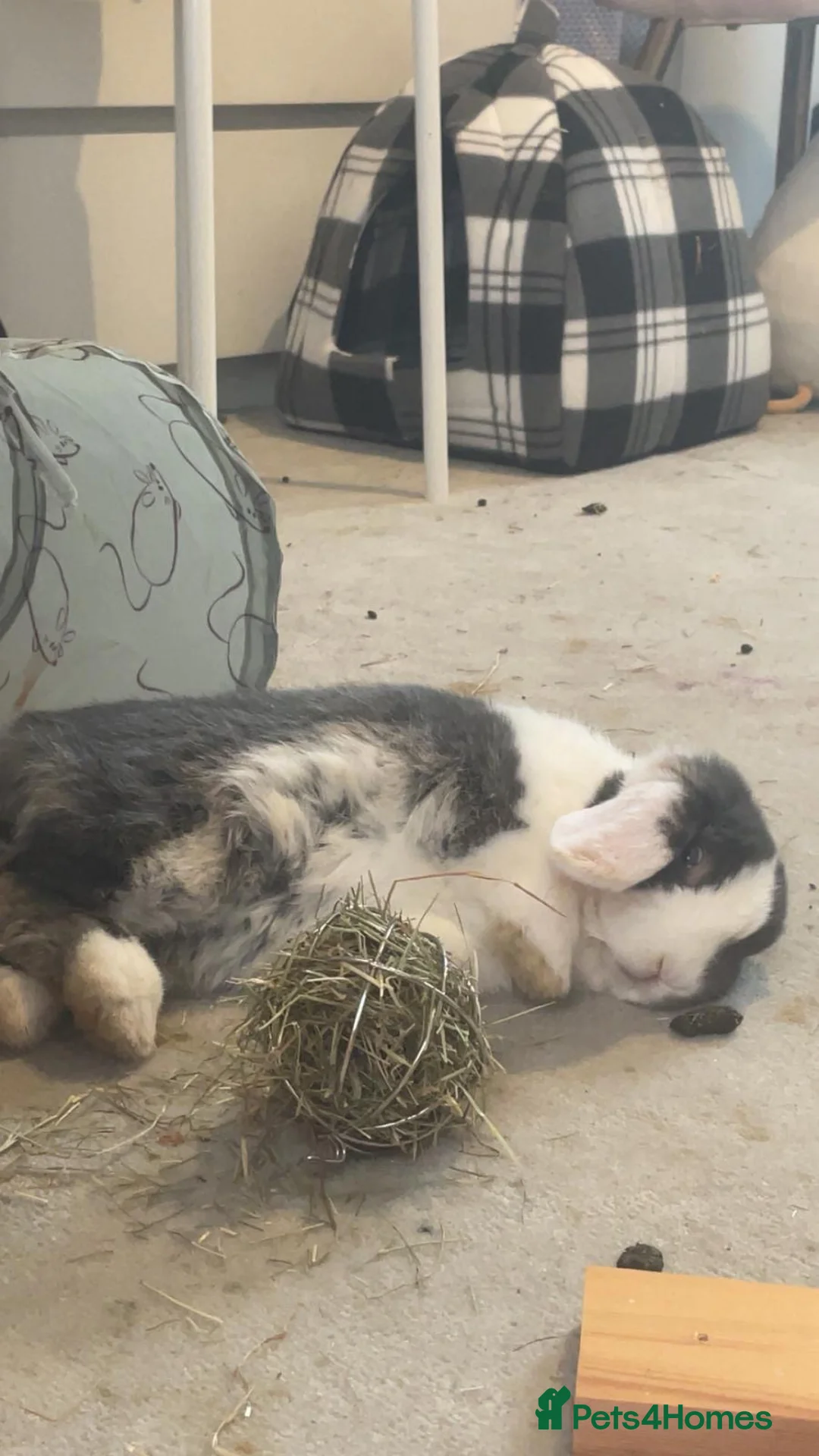 Dwarf Lop rabbits for sale: Mini  lop rabbit in Crewkerne - Advert 2