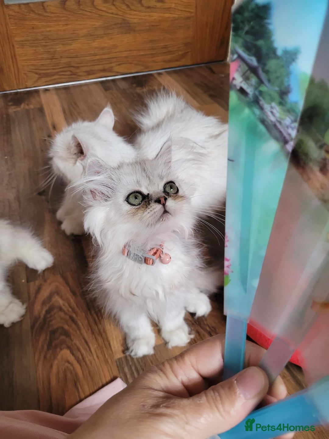 Persian cats for sale: Persian kittens - Image 4