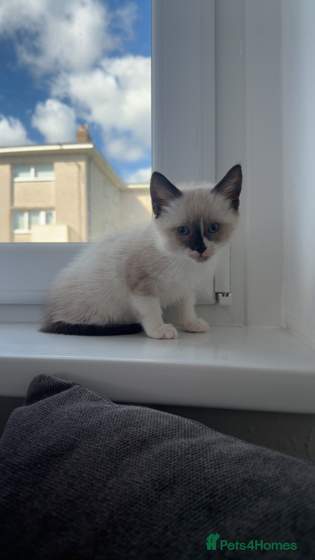 Mixed Breed cats  ragdoll cross male kitten left  - Advert 7