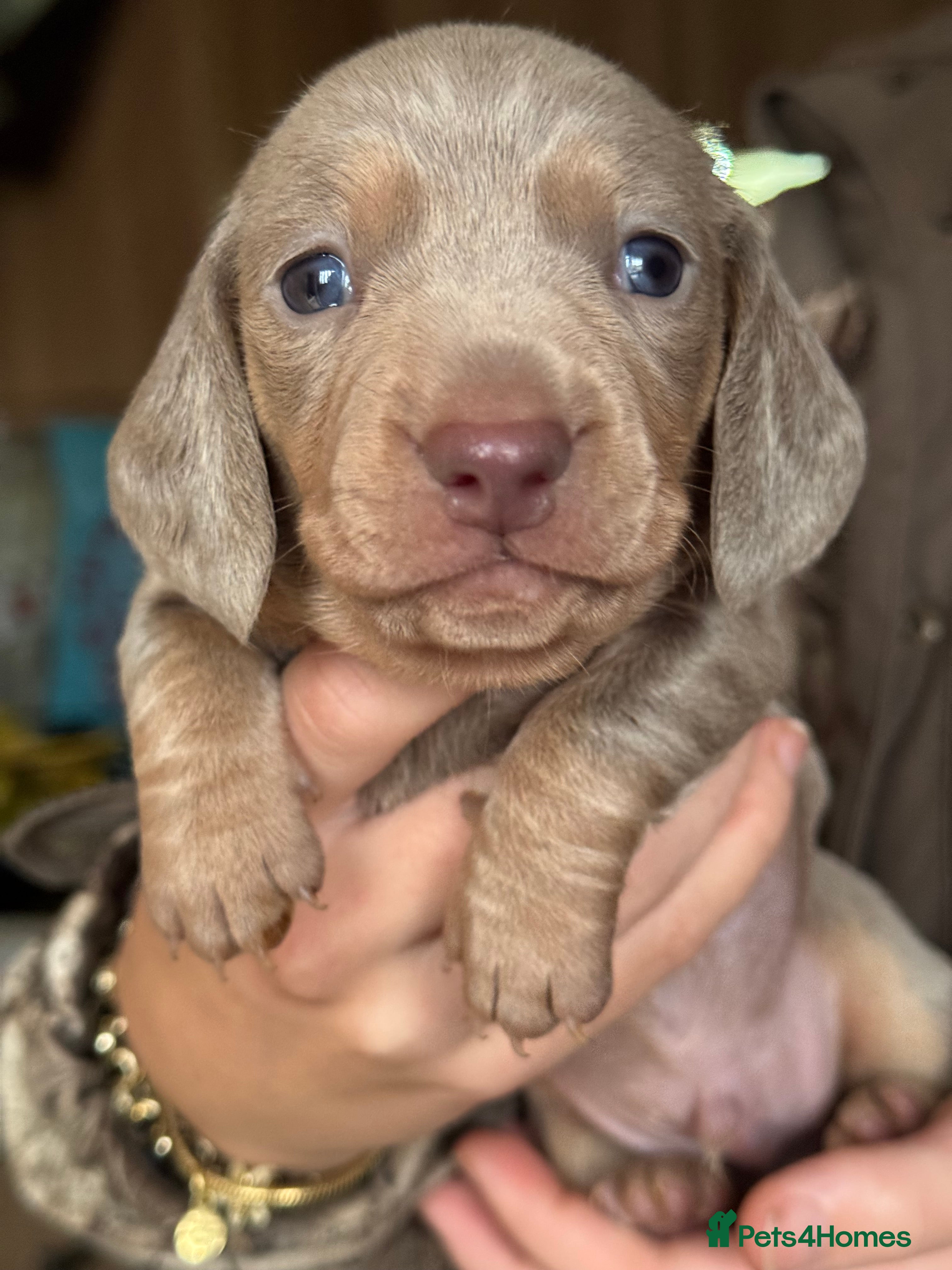 Miniature Dachshund dogs Mini dachshund puppies  - Advert 6