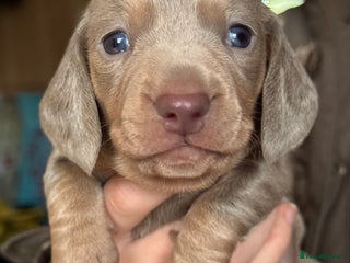 Miniature Dachshund dogs Mini dachshund puppies - Advert 6