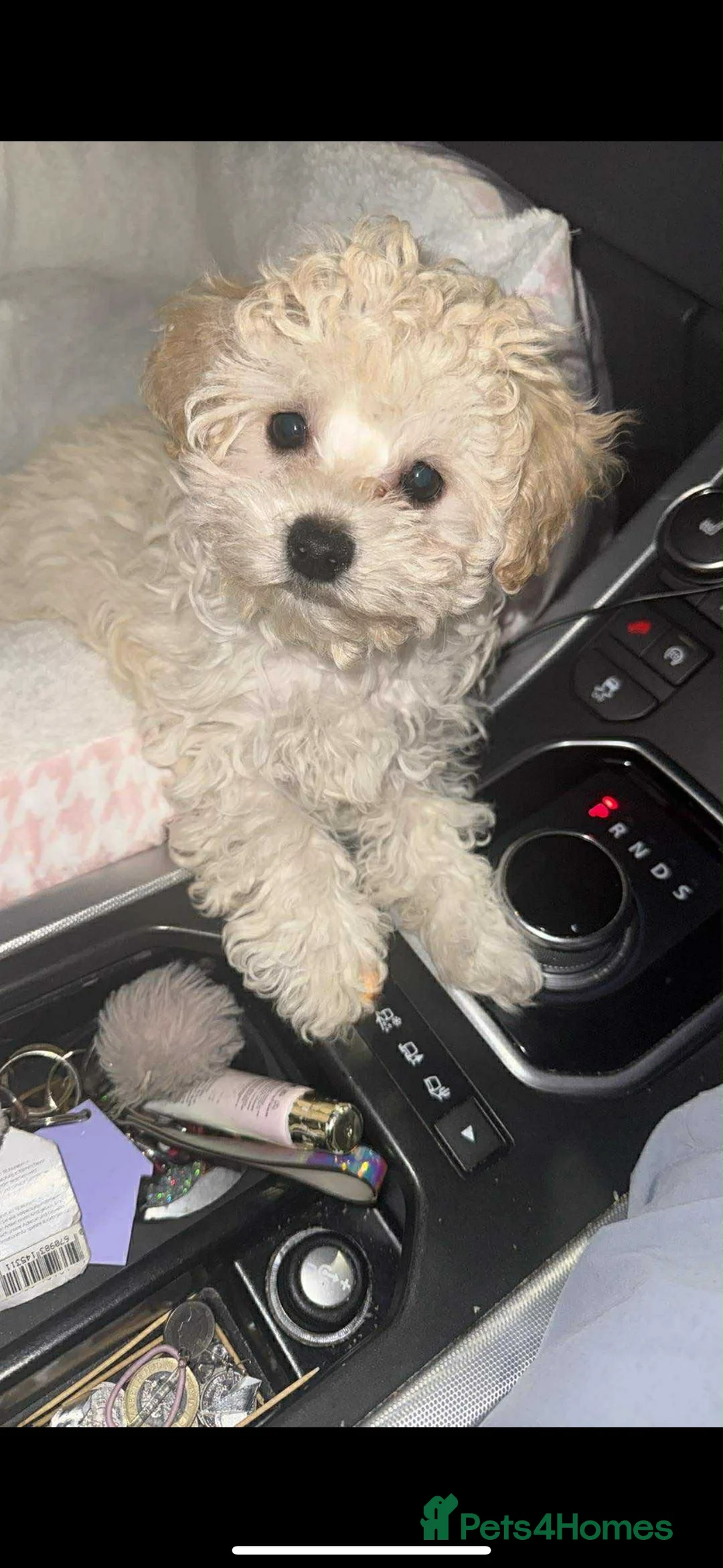 Maltipoo dogs for sale:  **  Maltipoo dog FEMALE in Preston - Advert 2