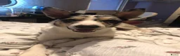 Border Collie dogs for sale: Merle border collie in Runcorn - Advert 3