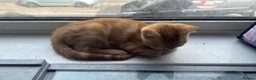 Mixed Breed cats for sale: 3 Beautiful Ginger Mix Siamese Boys Ready Now - Advert 7