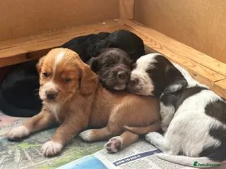 Cocker Spaniel dogs Gorgeous Kc registered working cocker spaniels - Advert 17