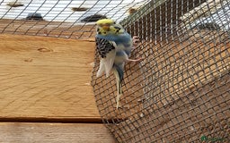 Budgerigars birds for sale: Young budgies for sale £20 sandbach cheshire - Image 2