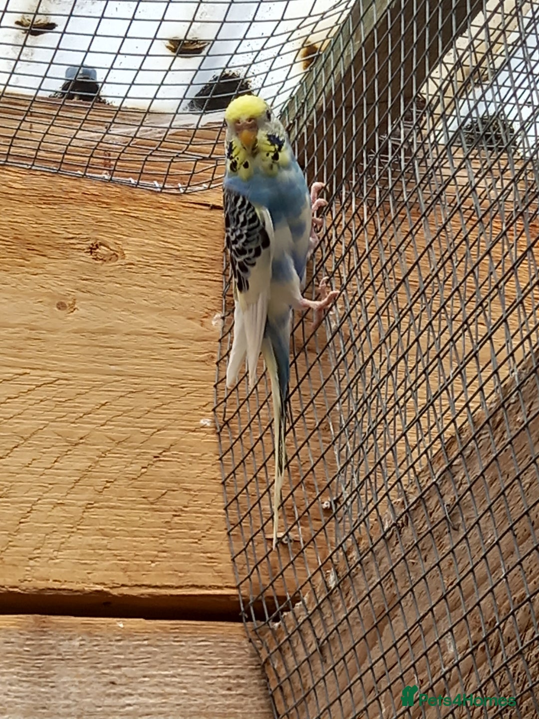 Budgerigars birds for sale: Young budgies for sale £20 sandbach cheshire - Image 2