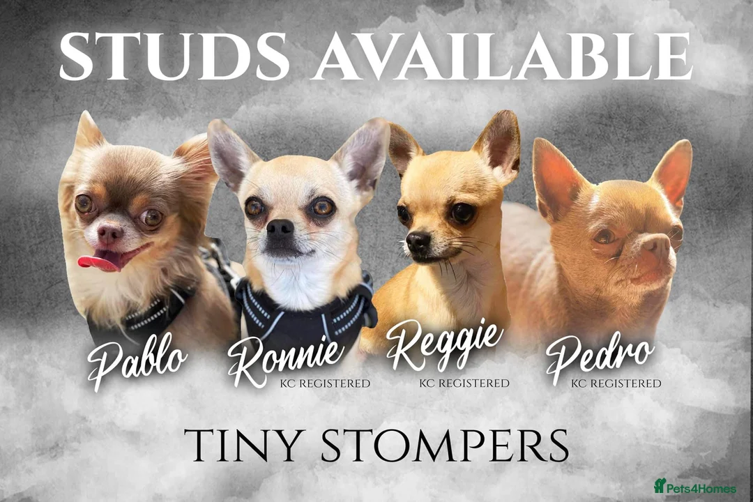 Chihuahua dogs for stud: Lilac KC Shorthaired Stud in Leeds - Advert 5