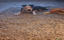Staffordshire Bull Terrier dogs for sale: Staffy puppy  - Image 2