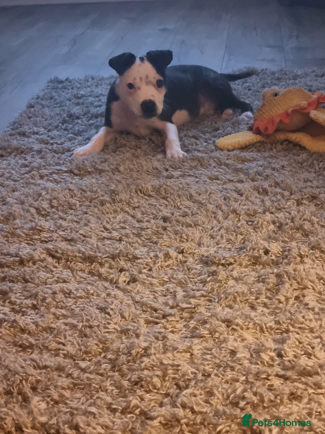 Staffordshire Bull Terrier dogs for sale: Staffy puppy  - Image 2
