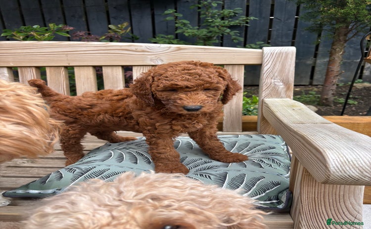 Goldendoodle dogs - Advert 1