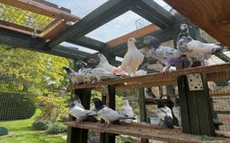 Pigeons birds for sale: Pakistani pigeons for sale  - Image 6