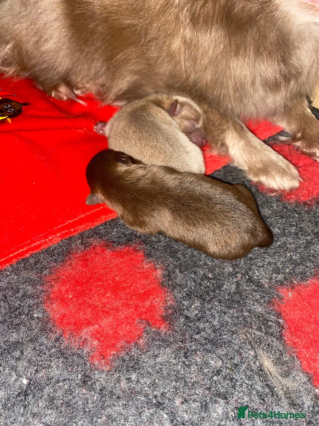 Pomeranian dogs for stud: 💚 RUSSIAN CHOC MERLE 🧸BEAR POM CARRY LILAC/TAN💚 in Romford - Advert 17