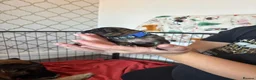 German Shepherd dogs for sale: German Shepherd Puppies  in Doncaster - Advert 3
