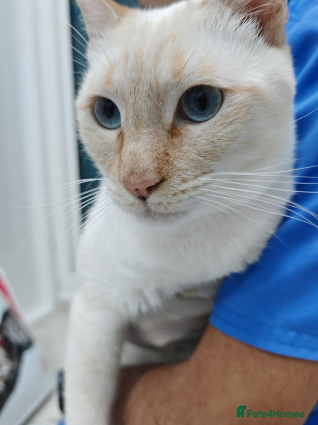 Mixed Breed cats for adoption: [Indoors Only] White Sugar - Lovely Special Boy - Advert 11