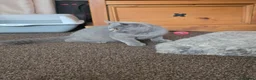 British Shorthair cats for sale: Gccf/tica ready now, blue girls lilac boys - Advert 13