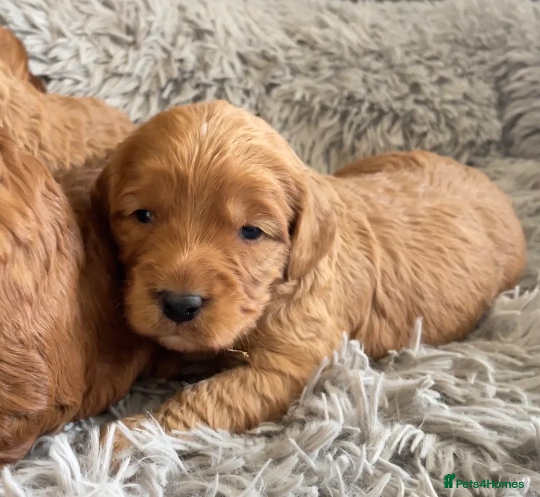 Cockapoo dogs for sale: 5⭐️ Red F1 cockapoo pups. Clear genetics in Cardiff - Advert 3