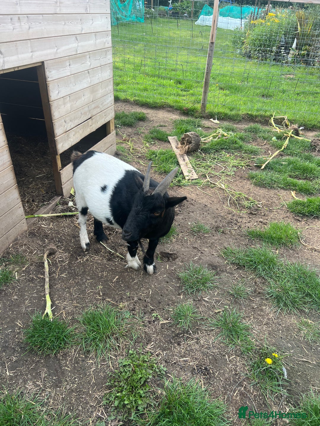 Goats livestock for sale: 2 lovely male goats  - Image 3